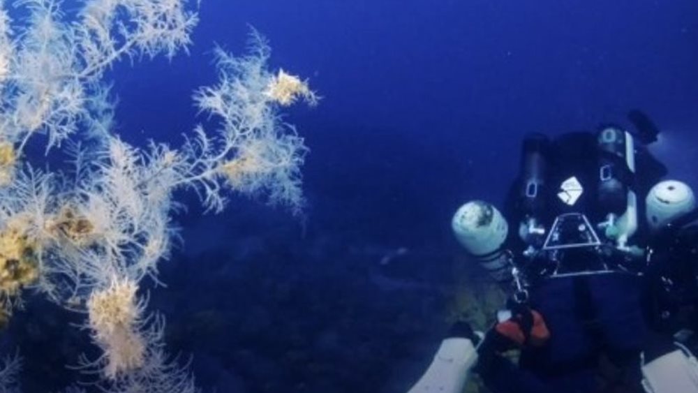 Παγκόσμια Ημέρα Ωκεανών: Νέα Υπουργική Απόφαση για την προστασία των κοραλλιών στους Φούρνους Κορσεών