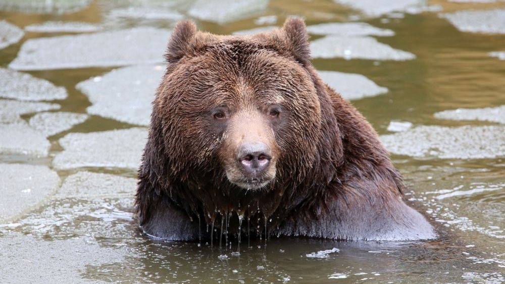 Πληθωρισμός και κρίση εφοδιασμού ξύπνησαν τις "αρκούδες" των ομολόγων