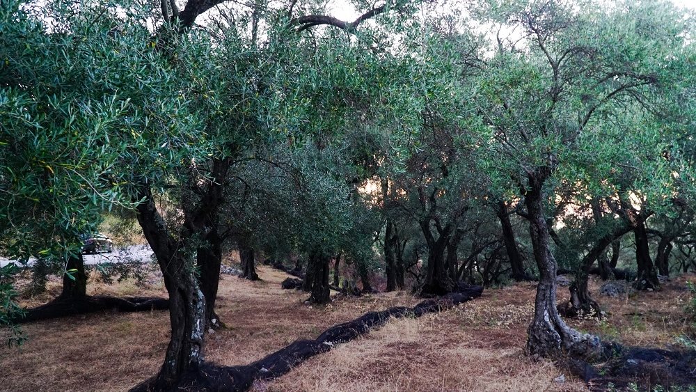 Ελαιόδενδρα 16.09.2024