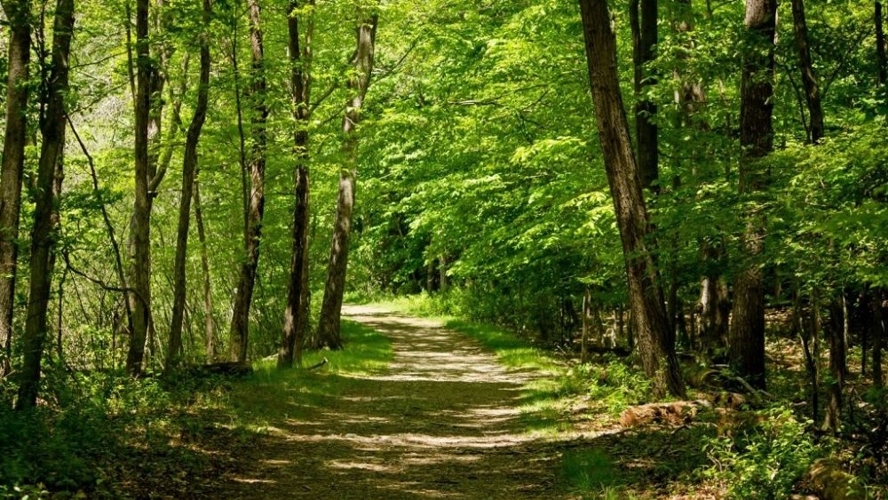 Θ. Σκυλακάκης: Άμεσες παρεμβάσεις, σημαντικοί πόροι και καινοτομίες για την ενεργή διαχείριση των δασών