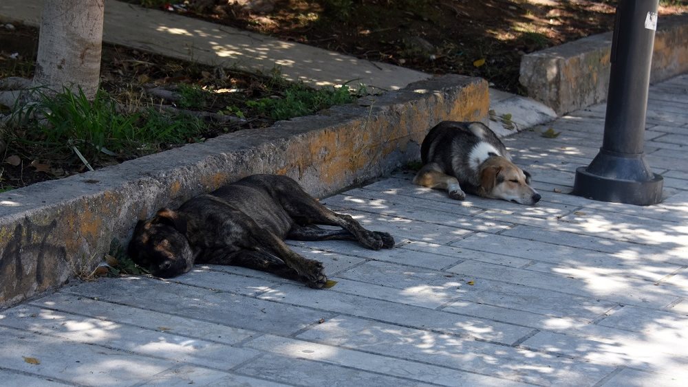 Κατανομή 2,9 εκατ. ευρώ σε 18 δήμους για τα αδέσποτα
