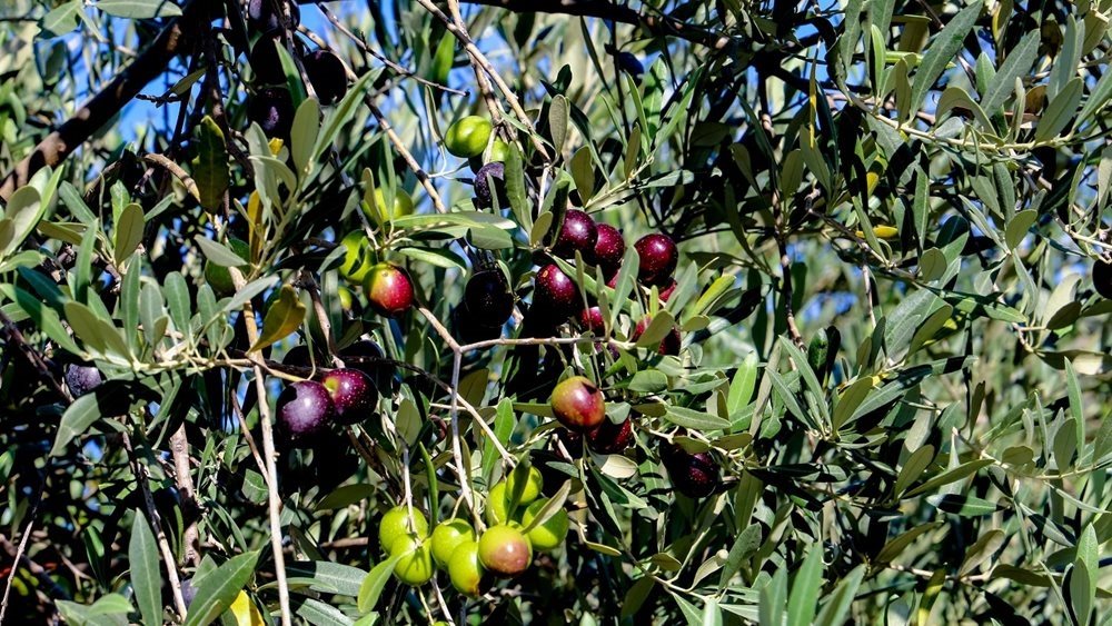 Ελαιόλαδο: Υποχώρηση 40% στην τιμή παραγωγού - Αυξημένη 50% η παραγωγή φέτος στη μεσογειακή λεκάνη
