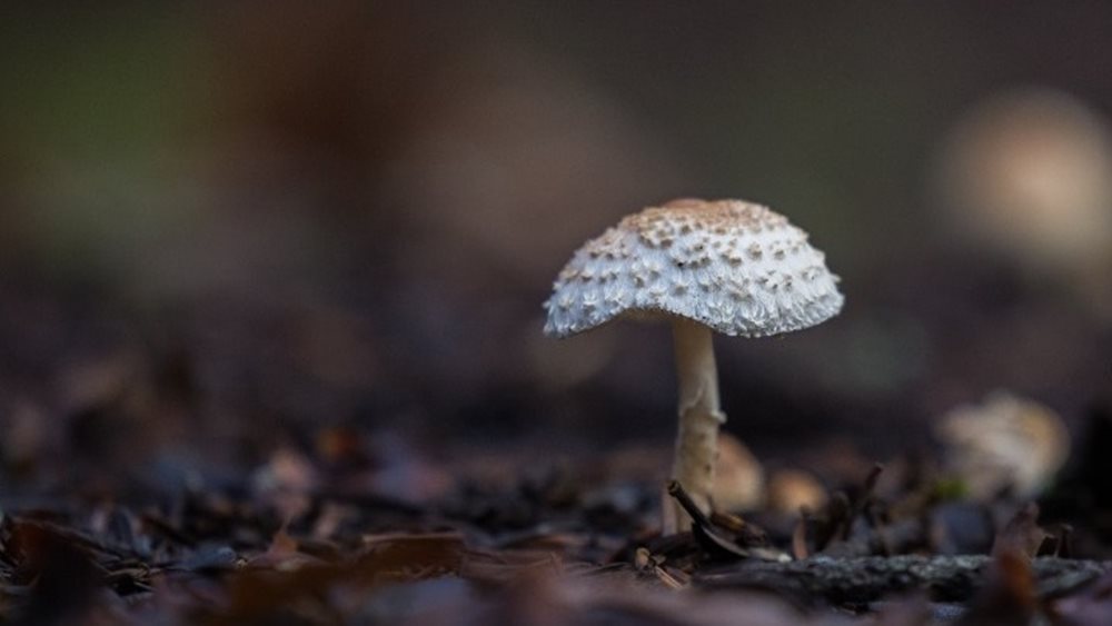 Μανιταρο-προορισμός φιλοδοξεί να γίνει η Αρναία Χαλκιδικής, με μανιταροσαφάρι και συνταγές με τρούφα