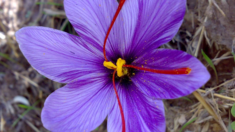 This year’s Kozani yolk production reduced by at least 30 Producers