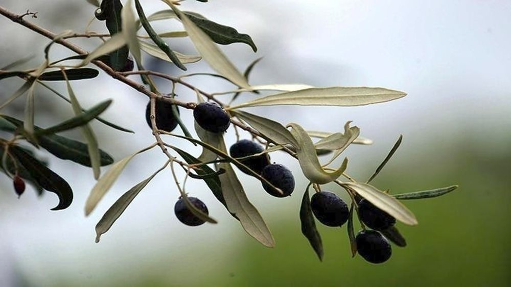 Δ. Σταμενίτης για Ελαιοκομικό Μητρώο: "Αναγκαίο βήμα που υπηρετεί το συμφέρον των ελαιοπαραγωγών"