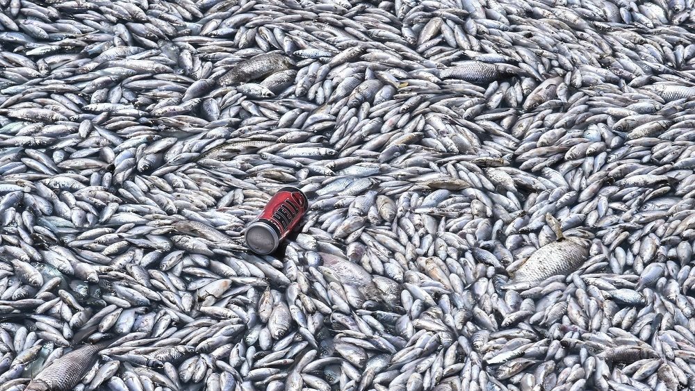 Παρέμβαση Εισαγγελέα του Αρείου Πάγου για τα νεκρά ψάρια στον Παγασητικό