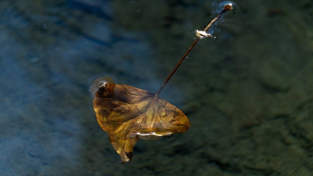 &quot;Fluid Beauty&quot; - Ατομική έκθεση φωτογραφίας της Εύας Μπέρλερ