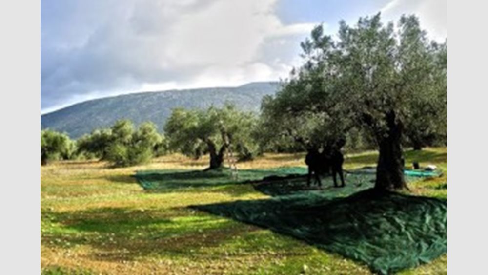 Σε κινεζικά &quot;χέρια&quot; η ελληνική ΑΛΦΑ