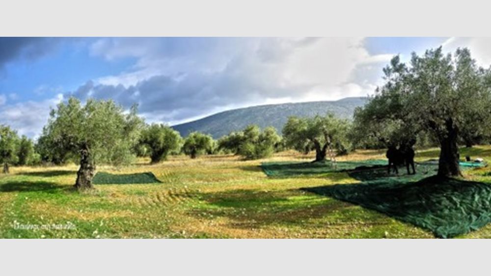 Σε κινεζικά "χέρια" η ελληνική ΑΛΦΑ