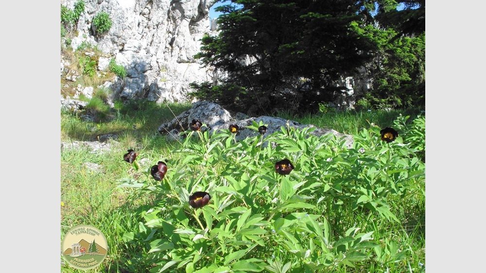 Απόθεμα Βιόσφαιρας της UNESCO ανακηρύχθηκε ο Πάρνωνας και το Ακρωτήριο Μαλέας
