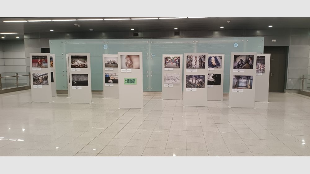 Η Α Promise to Animals σε συνεργασία με τη ΣΤΑ.ΣΥ και τη φωτορεπόρτερ Jo-Anne McArthur, παρουσιάζει την έκθεση φωτογραφίας "HIDDEN"