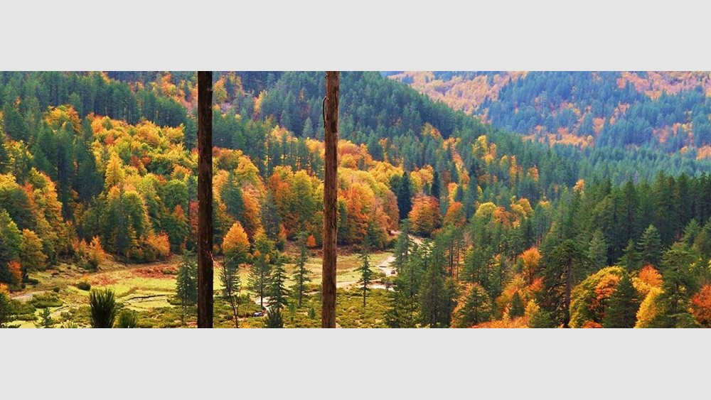 Κοζάνη: Το πρώτο ελληνικό &quot;Πρότυπο Δάσος&quot; ιδρύθηκε στη Δυτ. Μακεδονία