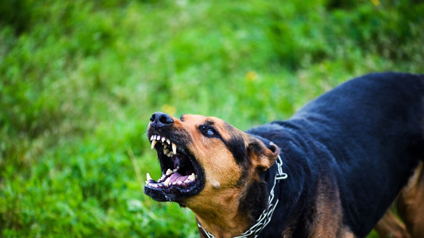 Ζάκυνθος: Νεκρό 2 ετών παιδί από επίθεση σκύλου