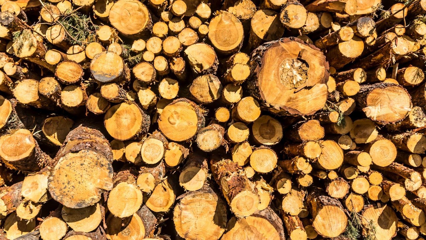 Μουλάρια και κορμοί δέντρων - Υλοτόμοι στα ψηλά του Βοΐου