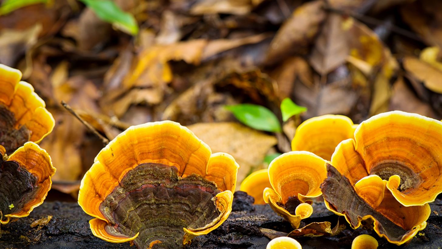 Πώς από τα άγρια μανιτάρια μπορεί να προκληθεί ηπατική ανεπάρκεια - Γιατί πρέπει να είμαστε πολύ προσεκτικοί