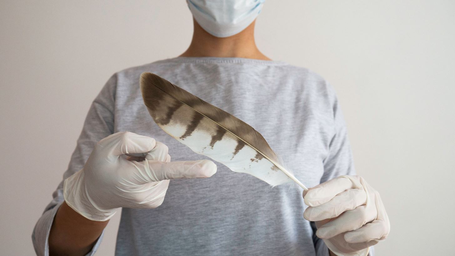 Ινστιτούτο Παστέρ: Ο ιός της γρίπης των πτηνών θα μπορούσε να προκαλέσει πανδημία χειρότερη του covid