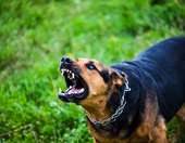 Ζάκυνθος: Νεκρό 2 ετών παιδί από επίθεση σκύλου