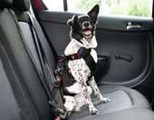 Εντυπωσιακό video δείχνει τη χρησιμότητα των πίσω ζωνών ασφαλείας