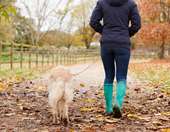 Ένα εμβόλιο αντιστρέψιμης στείρωσης για σκύλους ανέπτυξαν επιστήμονες στο Πανεπιστήμιο της Χιλής