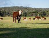 Bloomberg: Καμία προοπτική για φθηνότερο μοσχαρίσιο κρέας διεθνώς - "Πέφτει" η προσφορά και από τη Βραζιλία