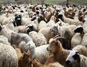 ΥΠΑΑΤ: Οδηγίες για τις μετακινήσεις αιγοπροβάτων ενόψει της εορταστικής περιόδου στο πλαίσιο των μέτρων αντιμετώπισης της ευλογιάς