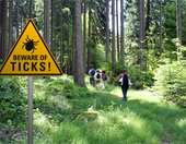 Πώς ένα τσιμπούρι μπορεί να οδηγήσει σε αιμορραγικό πυρετό - Τι να κάνουμε εάν το βρούμε στο σώμα μας