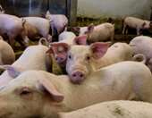 Ισπανία: Κινητοποιεί τον στρατό κατά της πανώλης των χοίρων - Πιθανό να προκλήθηκε από μολυσμένο σάντουιτς