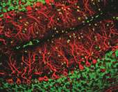 Τα µυστήρια κύτταρα του ανθρώπινου µυαλού