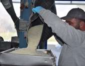 Πολύτιμα για τη Χίο τα "δάκρυα" του μαστιχόδεντρου