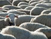 Ευλογιά αιγοπροβάτων: Σε 450.233 ανέρχονται τα θανατωμένα ζώα - 1.985 επιβεβαιωμένα κρούσματα σε 2.449 εκτροφές