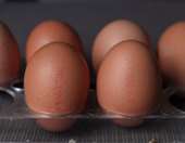 Μανία με την πρωτεΐνη: Πότε η υπερκατανάλωση μπορεί να μας κάνει κακό τελικά