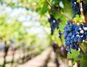 Γαλλία: Παραγωγοί κονιάκ θα πληρώσουν για να ξεριζώσουν τα αμπέλια τους