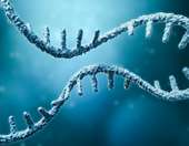 Πώς το mRNA κατάφερε να ανανεώσει το γερασμένο ανοσοποιητικό σύστημα και να γυρίσει πίσω το "ρολόι" των ανοσοκυττάρων