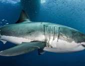 Αυστραλία: Ένας έφηβος τραυματίστηκε σοβαρά σε επίθεση καρχαρία