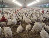 Γιατί ο Παγκόσμιος Οργανισμός Υγείας χτύπησε καμπανάκι για τη γρίπη των πτηνών