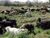 Παρατείνονται τα προληπτικά μέτρα για την ευλογιά των αιγοπροβάτων στην Κρήτη