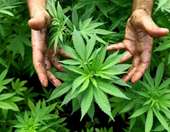 Μαριχουάνα: Οι ΗΠΑ κάνουν ένα μεγάλο βήμα προς τη χαλάρωση των περιορισμών για τη χρήση της