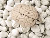 Οι ορμόνες του φύλου είναι και ορμόνες του εγκεφάλου