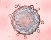 Αμερικανοί ερευνητές μετέτρεψαν ένα κύτταρο δέρματος σε ωάριο