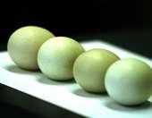 Ελληνικά αυγά: Βρέθηκαν χημικές ουσίες και φυτοφάρμακα - Τι δείχνει μελέτη του Πανεπιστημίου Αιγαίου και του ΕΚΠΑ