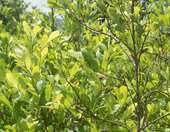 Η Κολομβία ξαναρχίζει την καταστροφή καλλιεργειών κόκας υπό την πίεση του Τραμπ