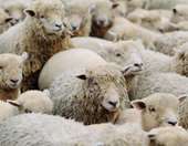 Σπ. Πρωτοψάλτης: Οικονομική στήριξη 187 εκατ. ευρώ σε κτηνοτρόφους που έχουν πληγεί από την ευλογιά μέχρι τέλος του έτους