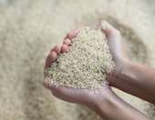 Το καστανό ρύζι δεν είναι τελικά τόσο υγιεινό - Τι δείχνει νέα έρευνα