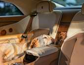 Παγκόσμια ημέρα ζώων με Rolls-Royce Spectre που είναι αφιερωμένη σε ένα σκύλο