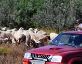 ΔΥΠΑ: Ξεκινά τη Δευτέρα το νέο επιδοτούμενο πρόγραμμα κατάρτισης για τη διαχείριση ζωονόσων στη Θεσσαλία