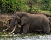 Ινδία: Επτά ελέφαντες σκοτώθηκαν κατά τη σύγκρουση επιβατικού τρένου με κοπάδι