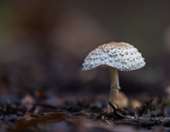 Μανιταρο-προορισμός φιλοδοξεί να γίνει η Αρναία Χαλκιδικής, με μανιταροσαφάρι και συνταγές με τρούφα