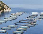 Ιχθυοκαλλιέργειες: Οι καραμπόλες με την Τουρκία και τα σενάρια για την Kilic
