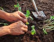 Πτωτικές παραμένουν οι προβλέψεις για την παραγωγή σιτηρών