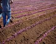 Τράπεζα Πειραιώς: Ξεπέρασαν τα 400 εκατ. ευρώ οι χρηματοδοτήσεις στον πρωτογενή τομέα το 2022